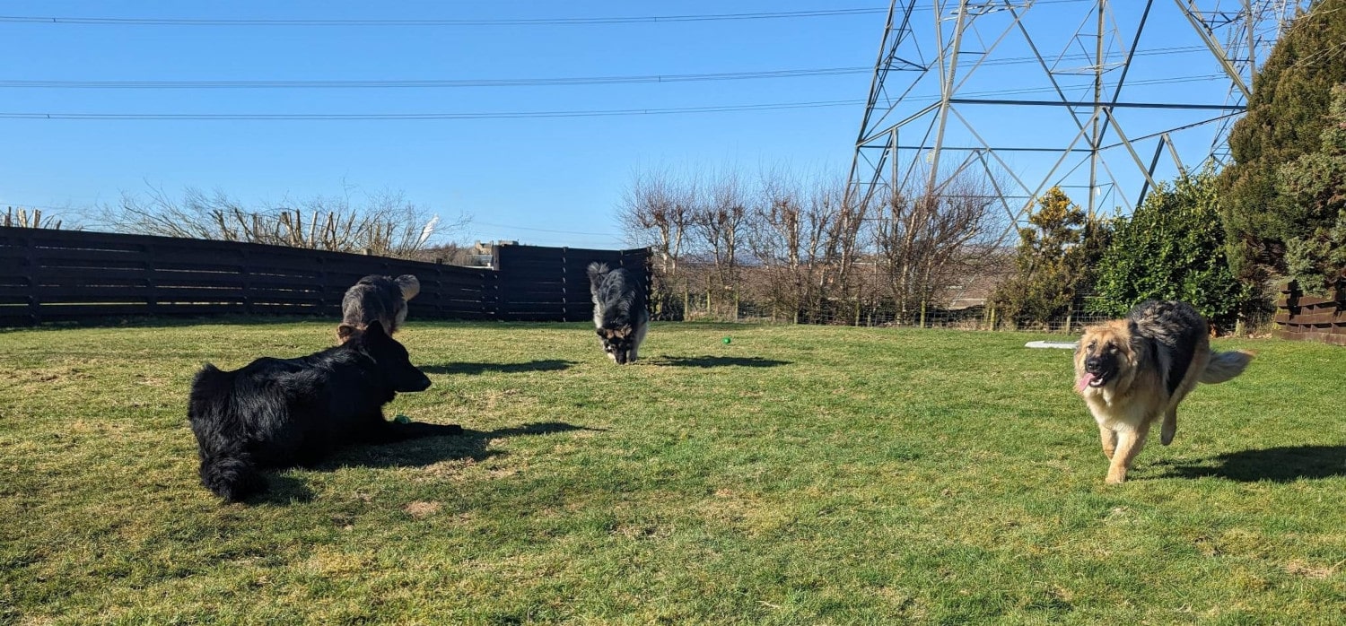 Photo of four German Shepherds playing in a field.