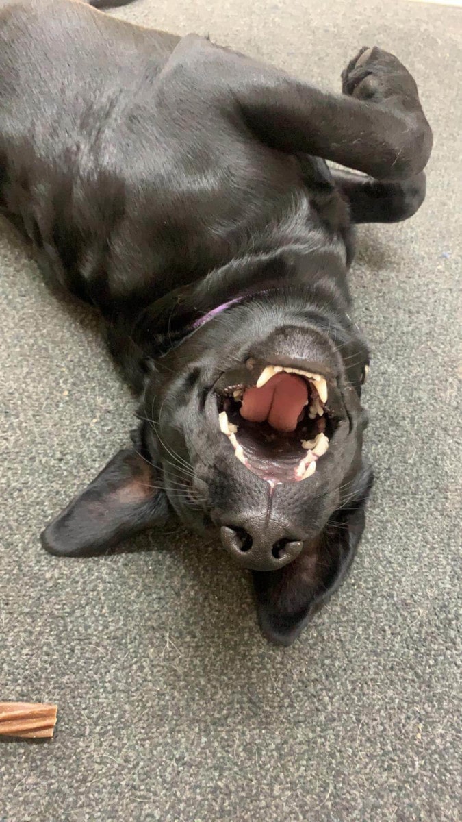 Photo of a happy dog rolling around on the floor.