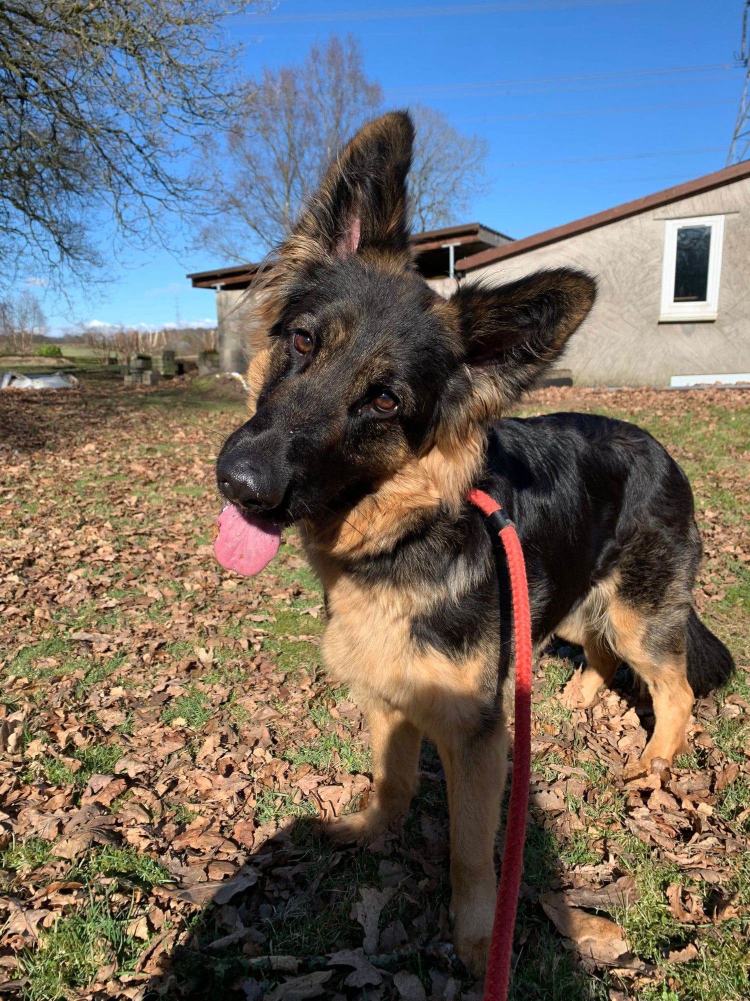 Photo of a dog tilting its head playfully.