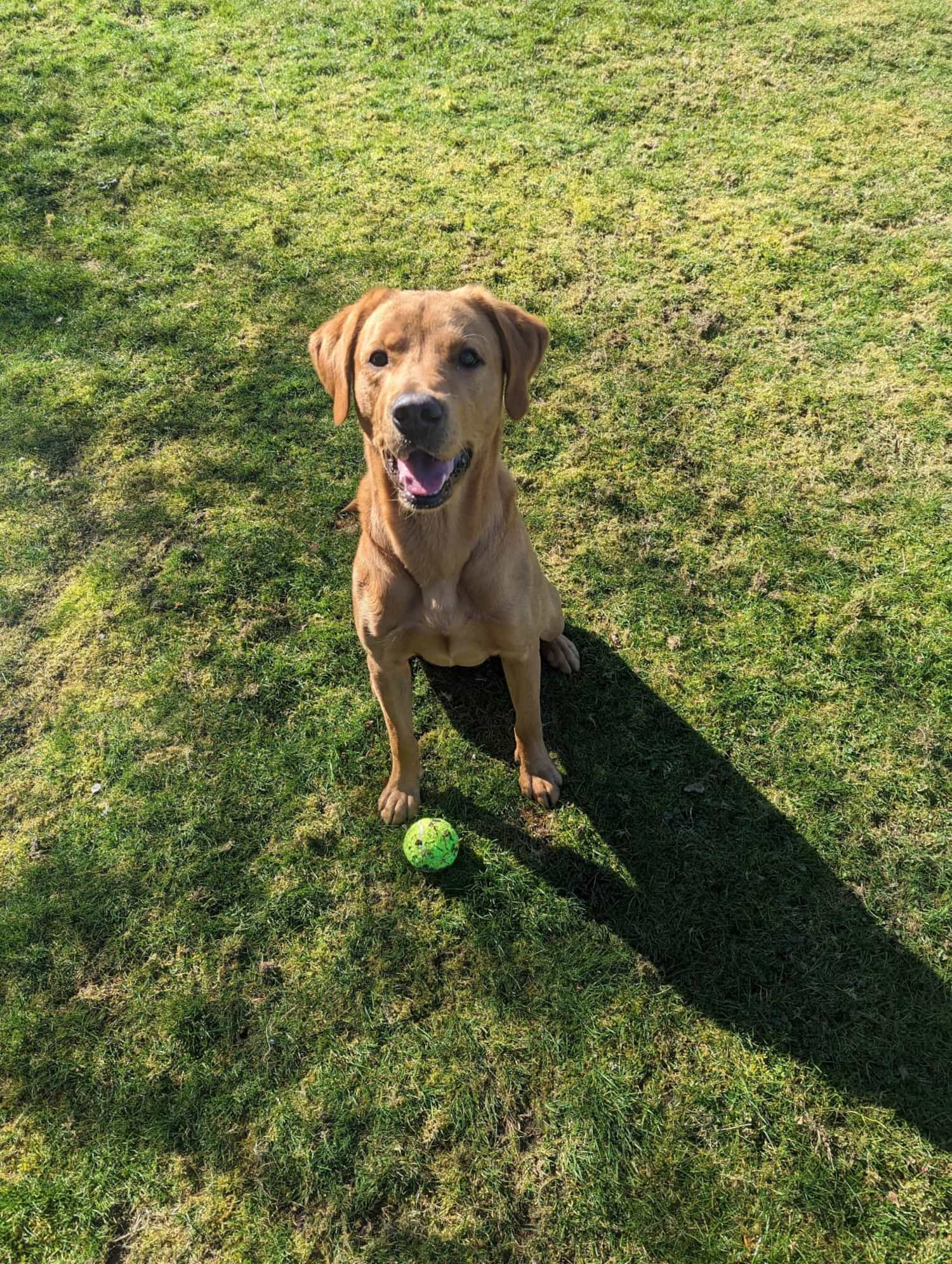 Photo of a dog waiting on a ball to be thrown.