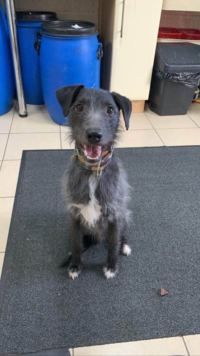 Photo of a grey dog smiling for the camera.